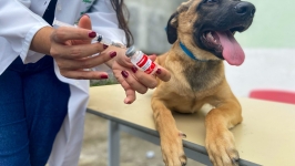 A Campanha de Vacinação Antirrábica continua em nosso Município