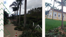 Prefeitura realiza Poda de Árvores e promove Arborização
