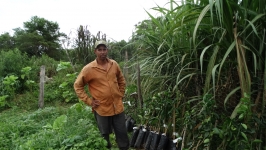 Produtores Rurais recebem mudas frutíferas