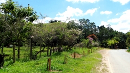Entrada da Cidade recebe o plantio de Ipês