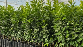 Compra Conjunta de Mudas Frutíferas
